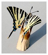 Maquette Papillon Flambé. B.Guédon , 2em vue
