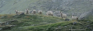 Peinture Moutons-Brebis.Estive.Peinture Bernard Guédon.