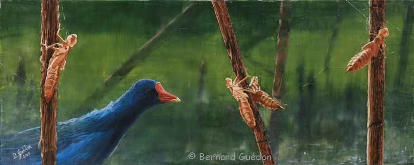 Peinture oiseau,Gallinule,Poule d'eau de Bernard Guedon.