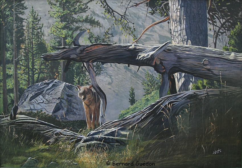 Peinture Loup B.Guédon Retour de la nature