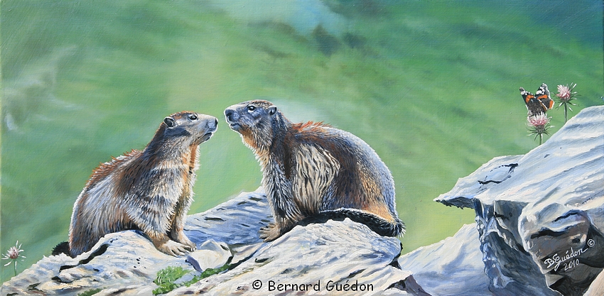 Peinture Marmottes,Bernard Guedon